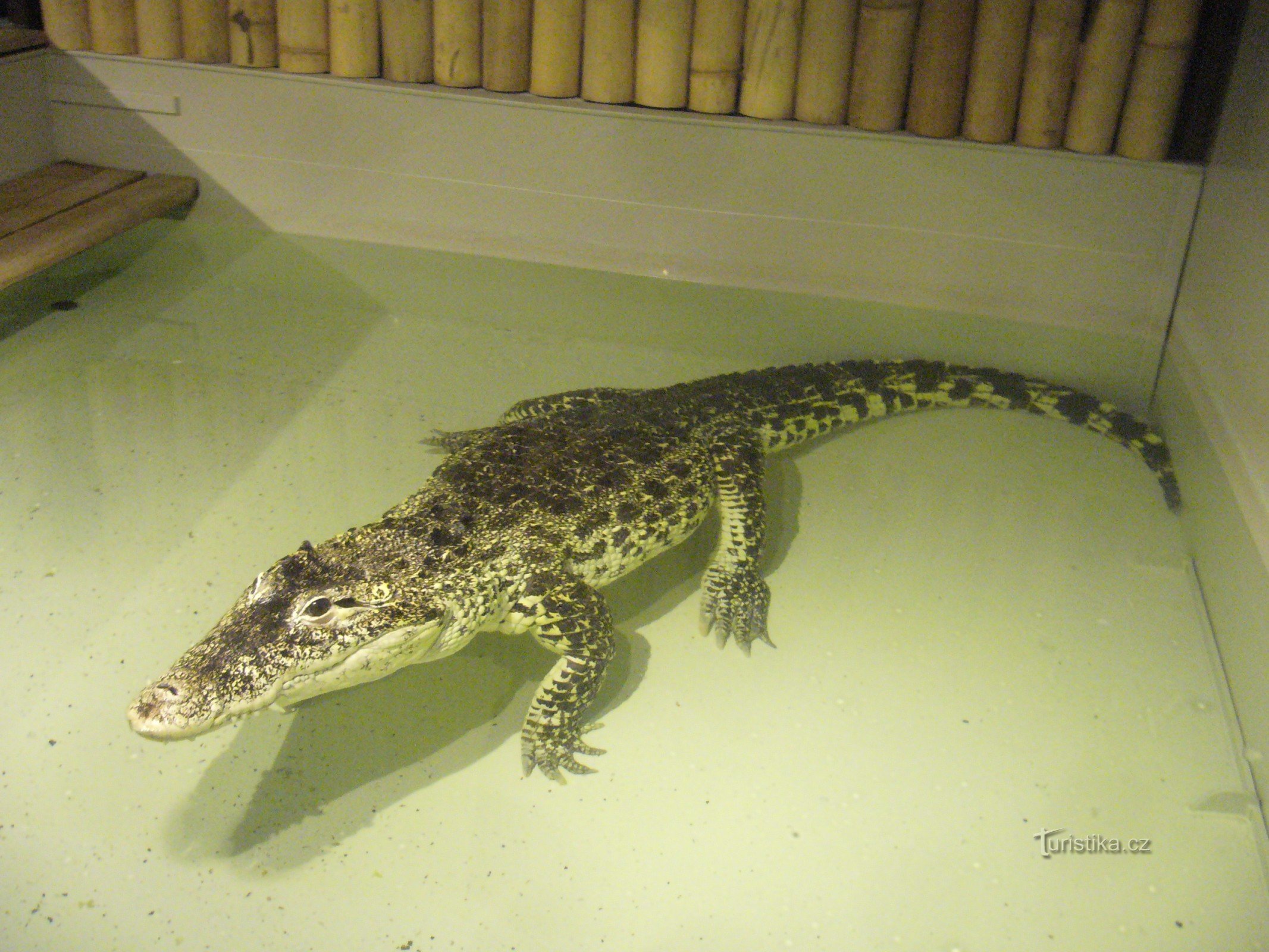 Crocodilos do zoológico