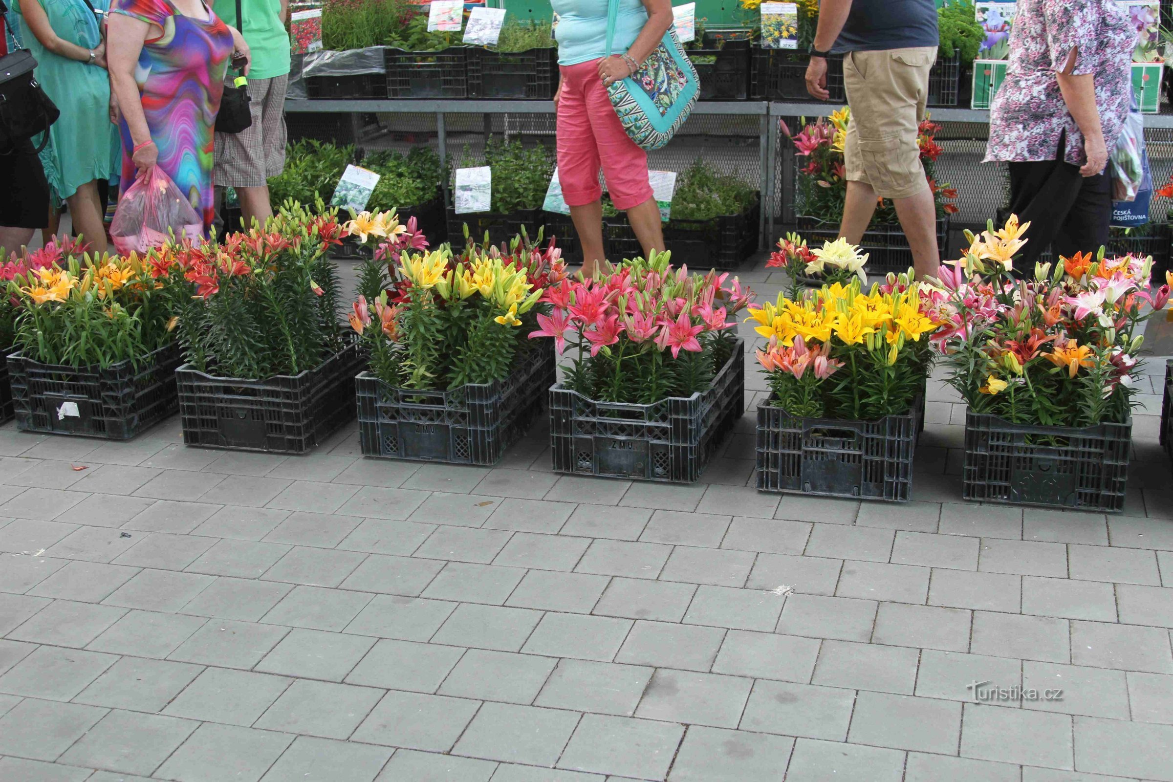 Kroměříž - denne gang blomster