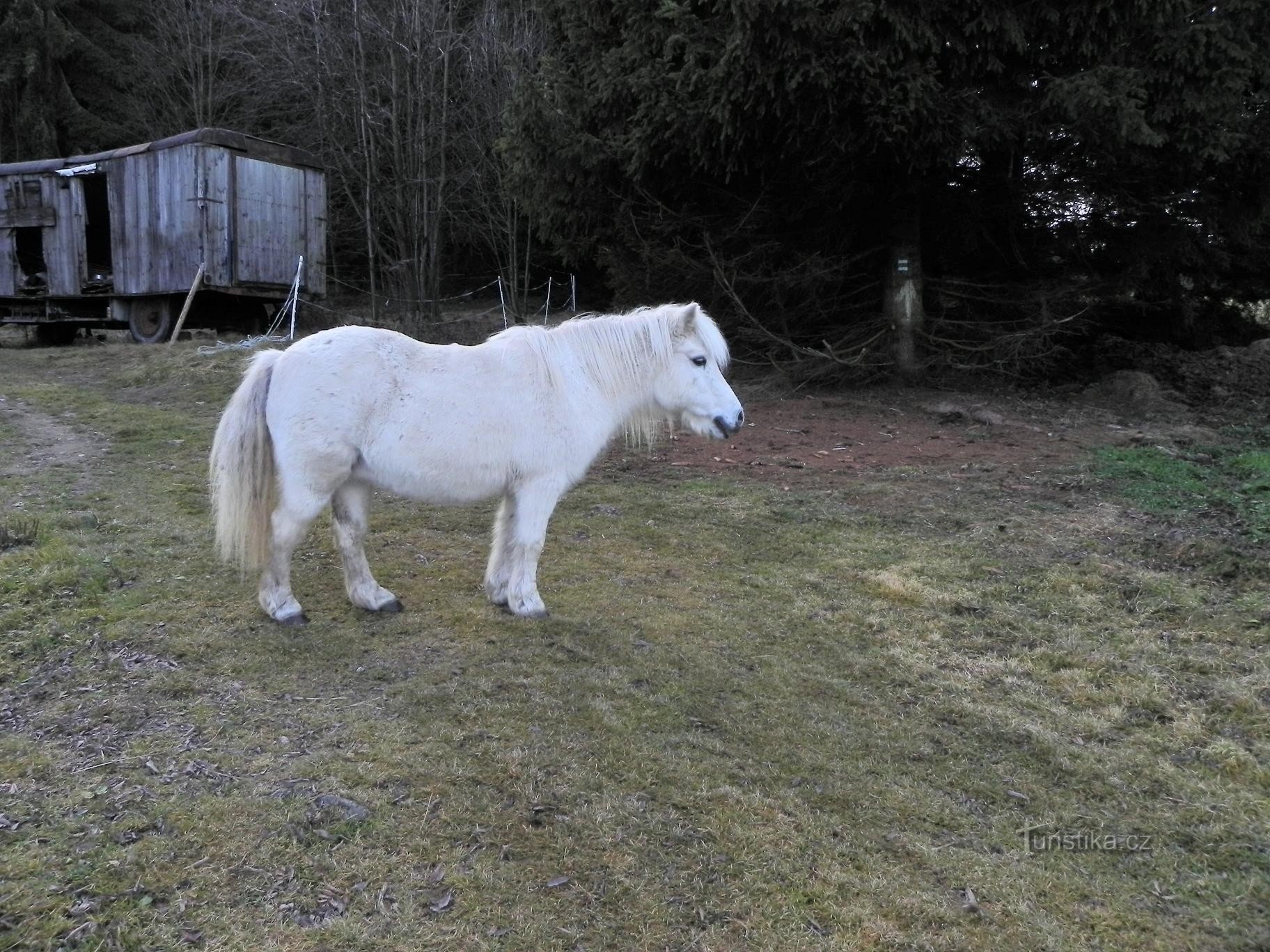 Krousov, conhecendo o cavalo