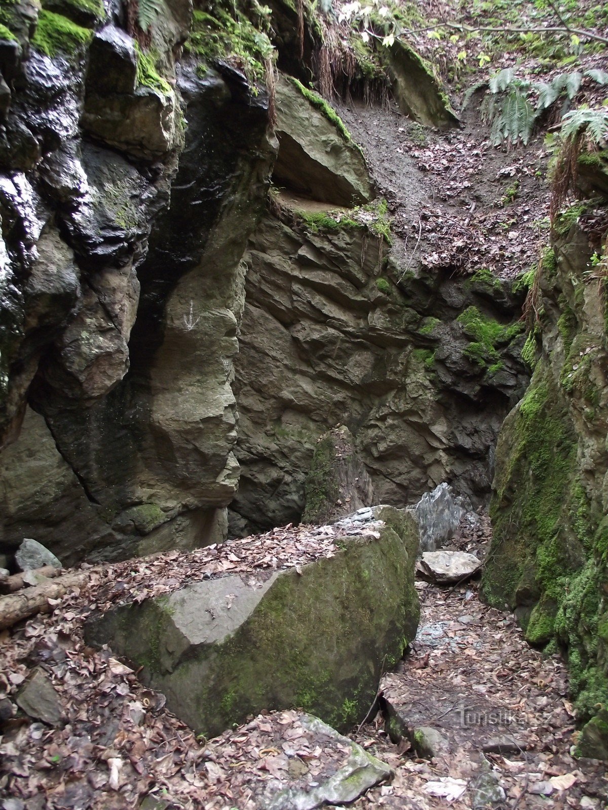 Krupnik stenbrud Smrčina