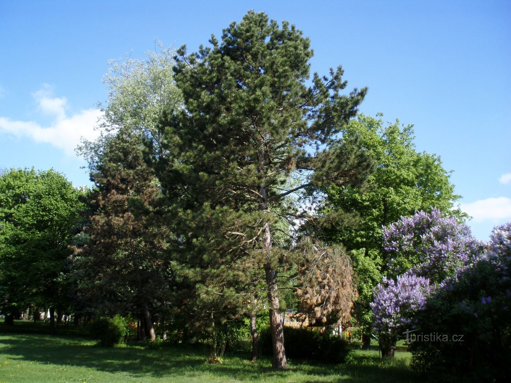 Kubištovy sady (Hradec Králové, 5.5.2011 aprile XNUMX)