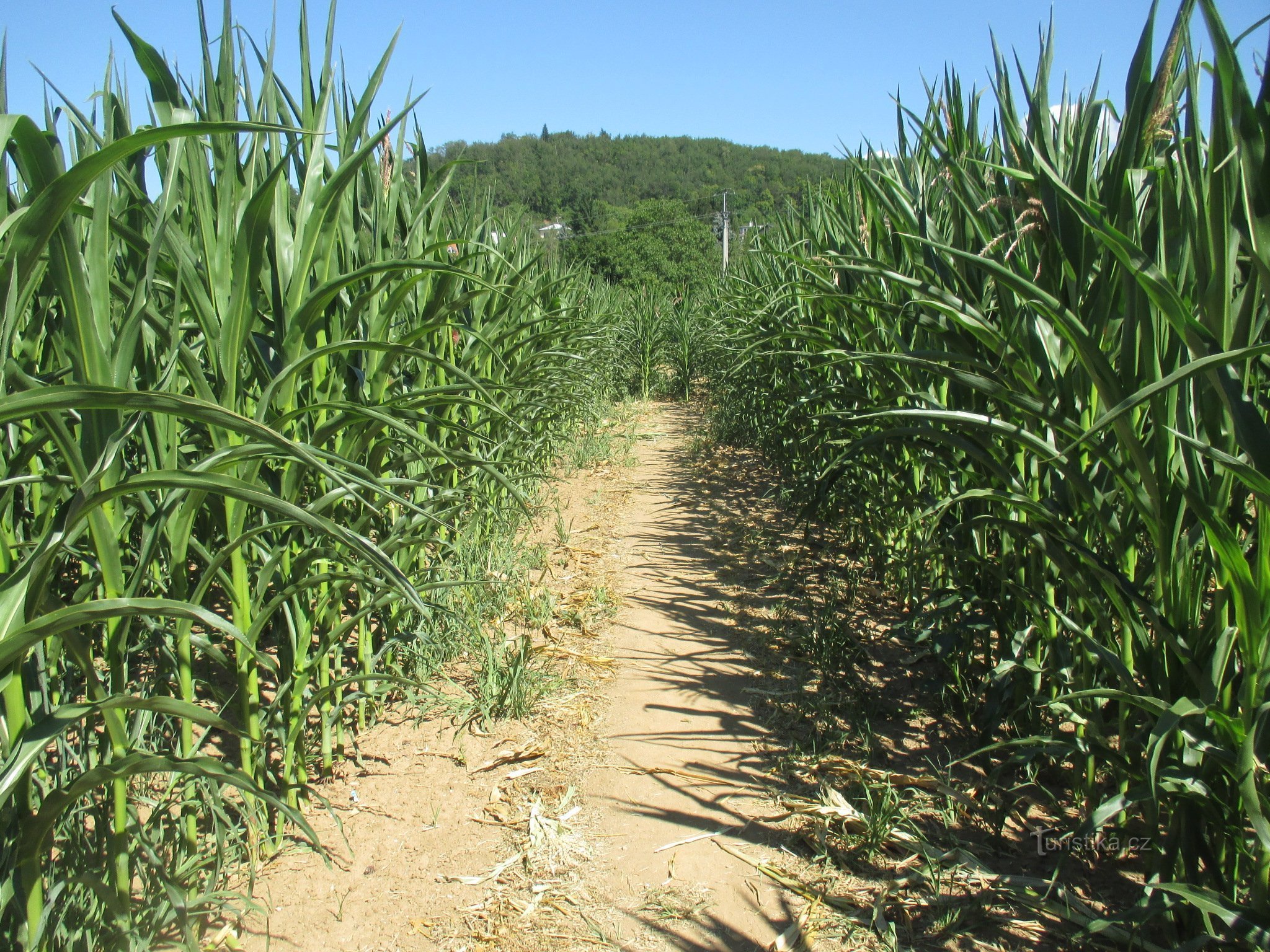 Corn Maze