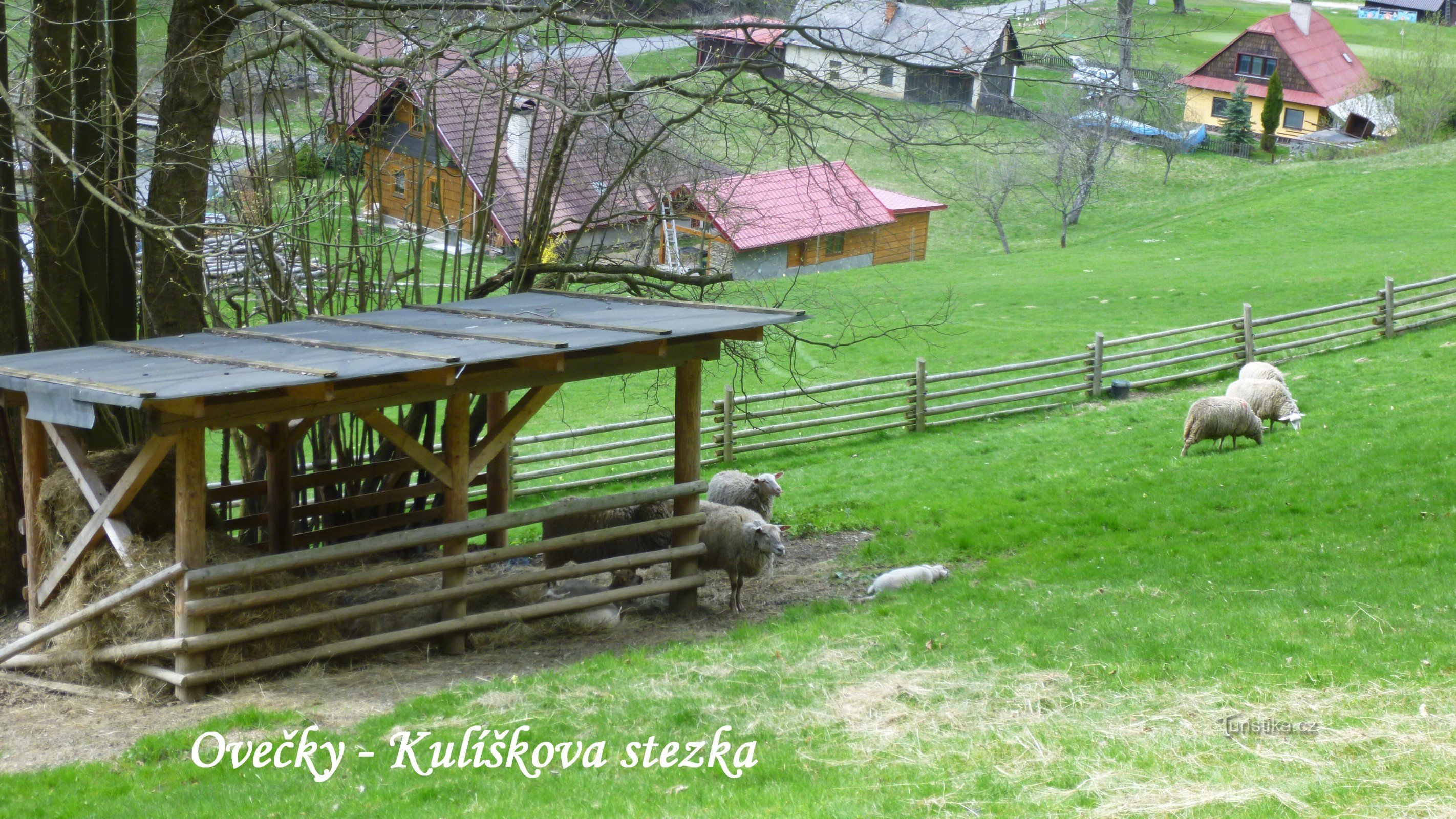 Entlang der Kugelspur - Schafe