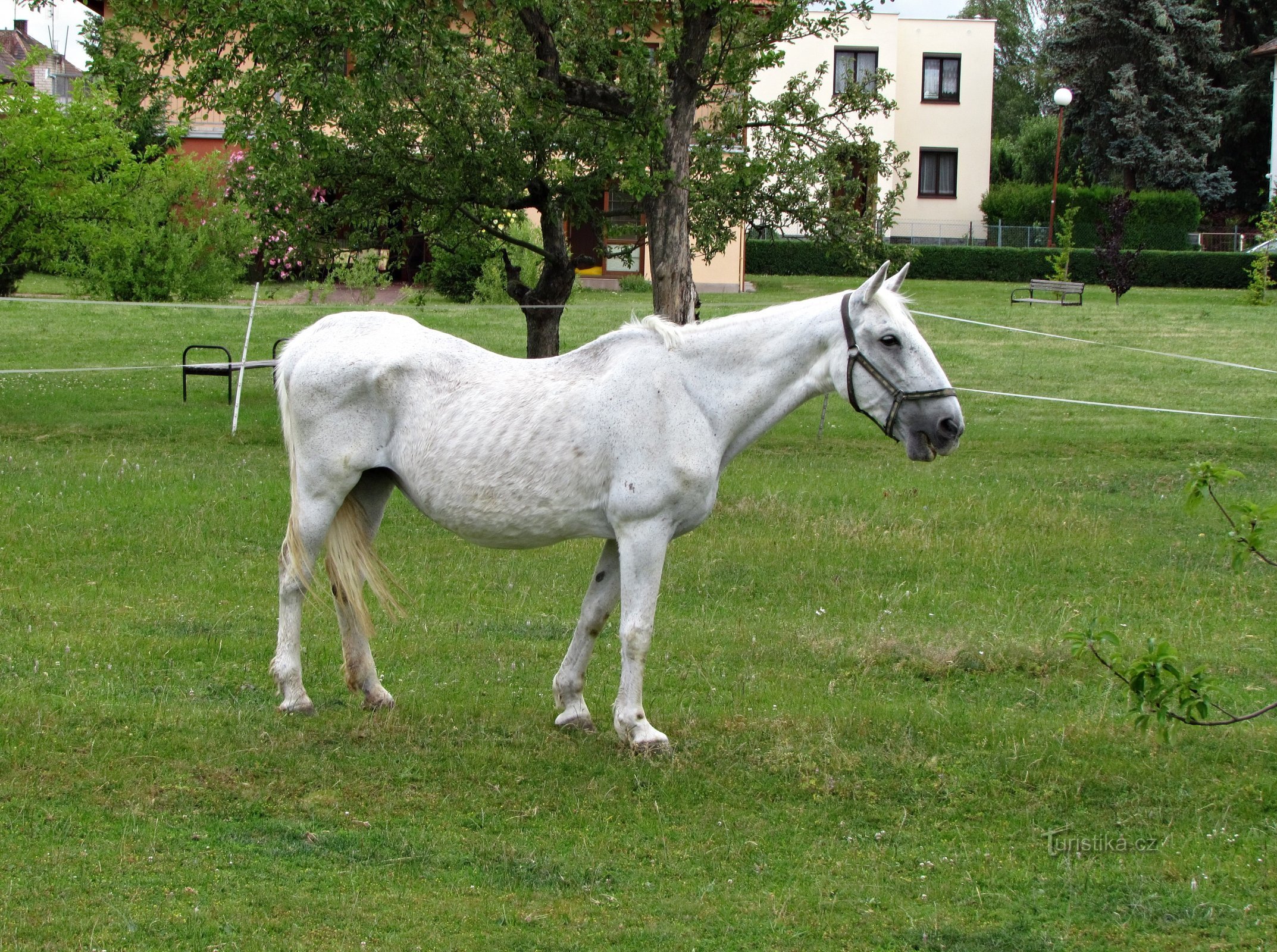 ló a kertben