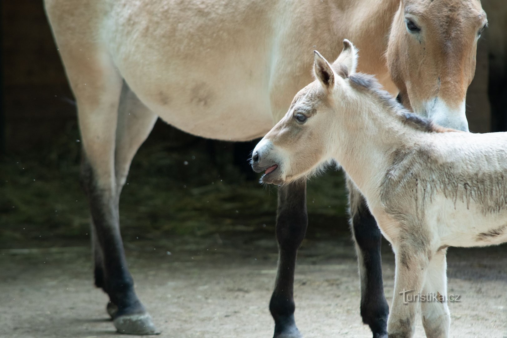 Het paard van de Převalské Zoo Liberec