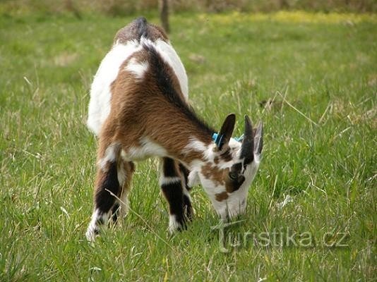 A goat called "calf" from the Nová Víska goat farm