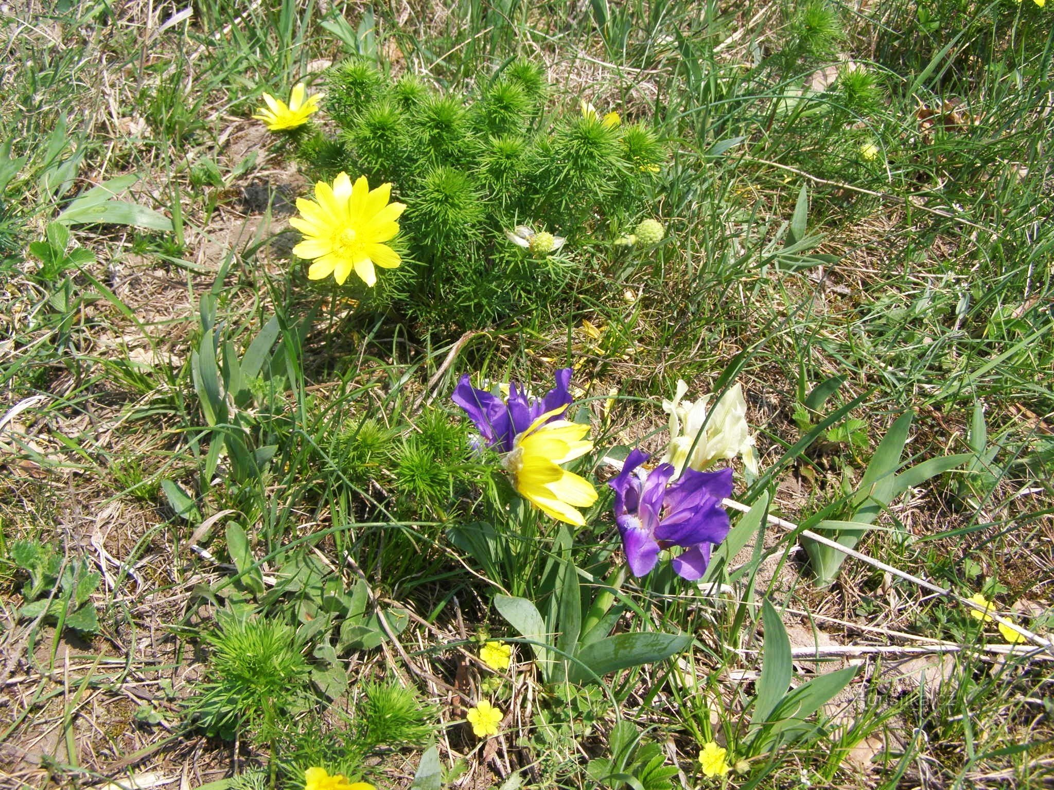 Hoa ở Hrádek