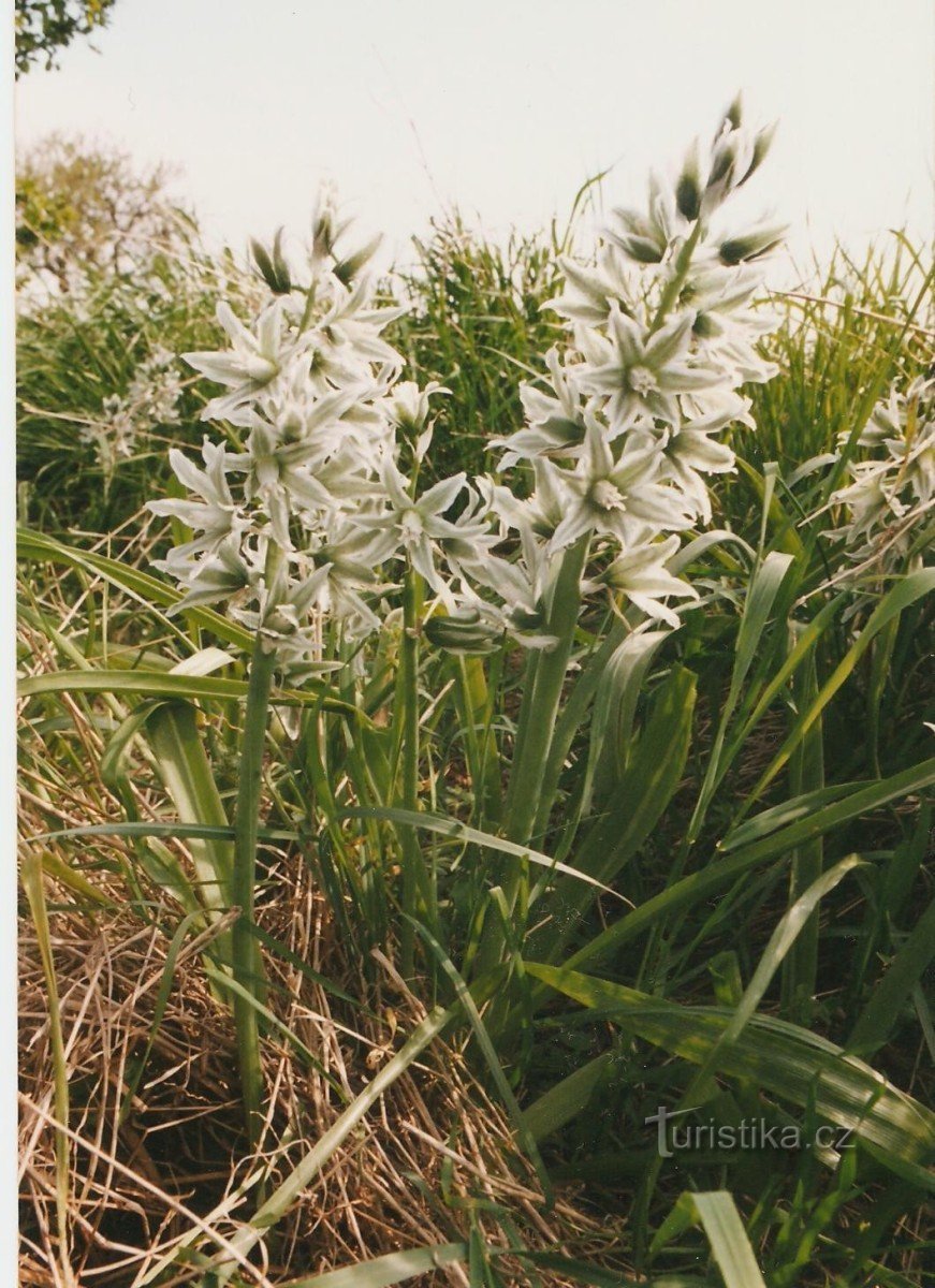 Flowering in Lánské meadows