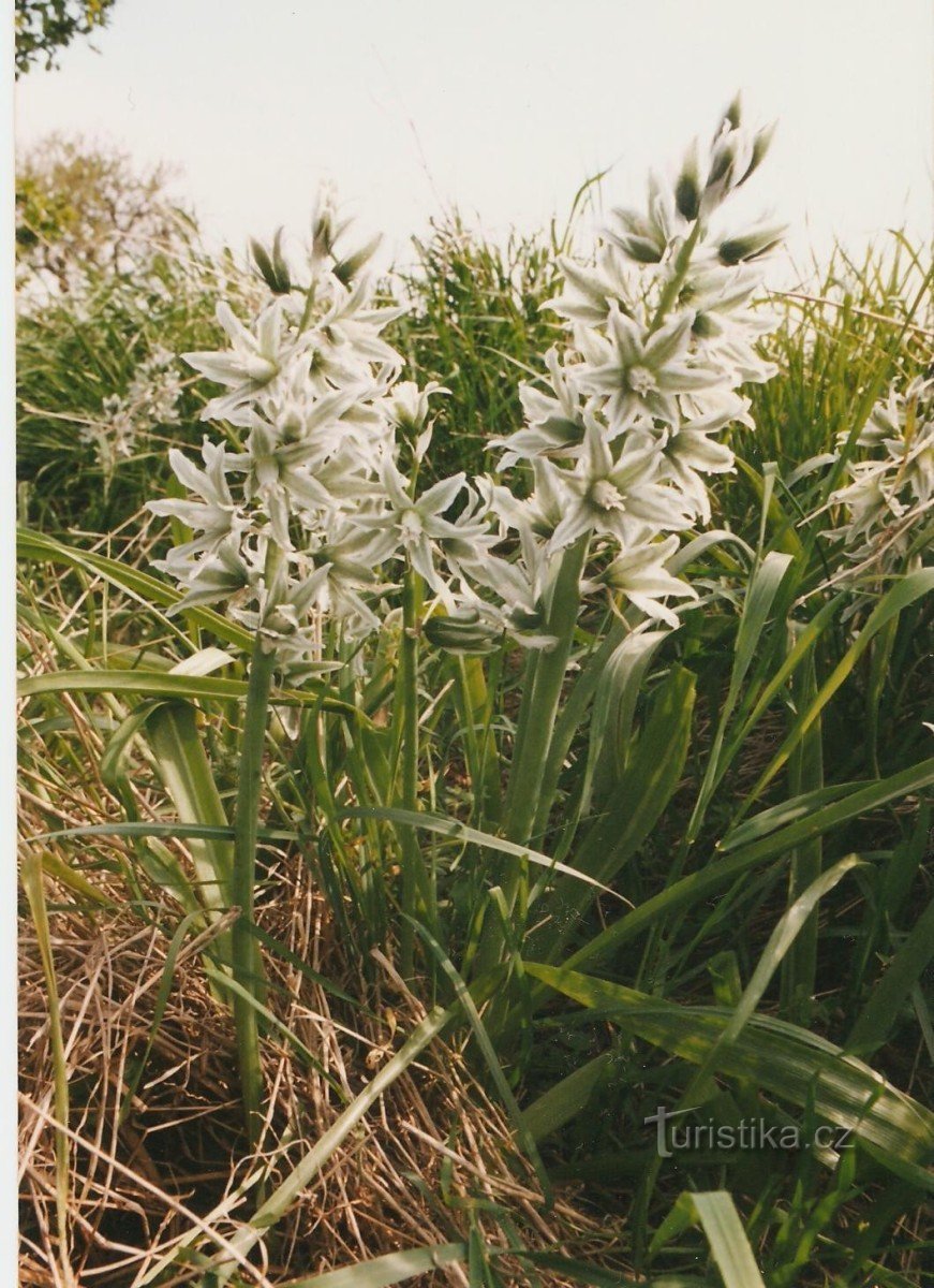 Floração nos prados de Lánské