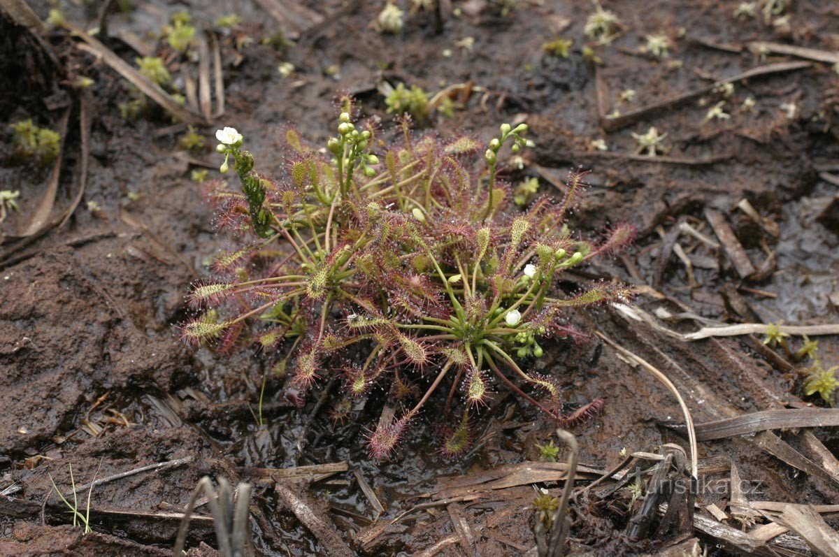 Étangs fleuris et zones humides dans les environs de Lužná