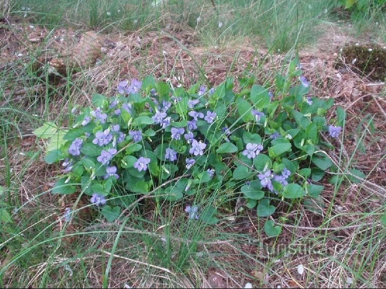 flower in PP Na kopaninách - fragrant violet
