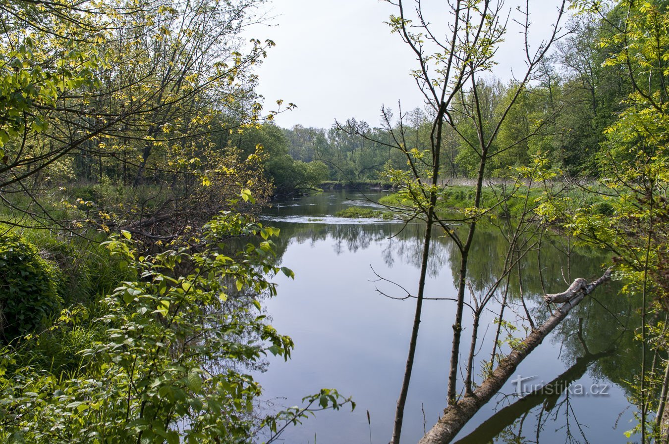 Május fokhagyma Pomoraví 08.05.2020