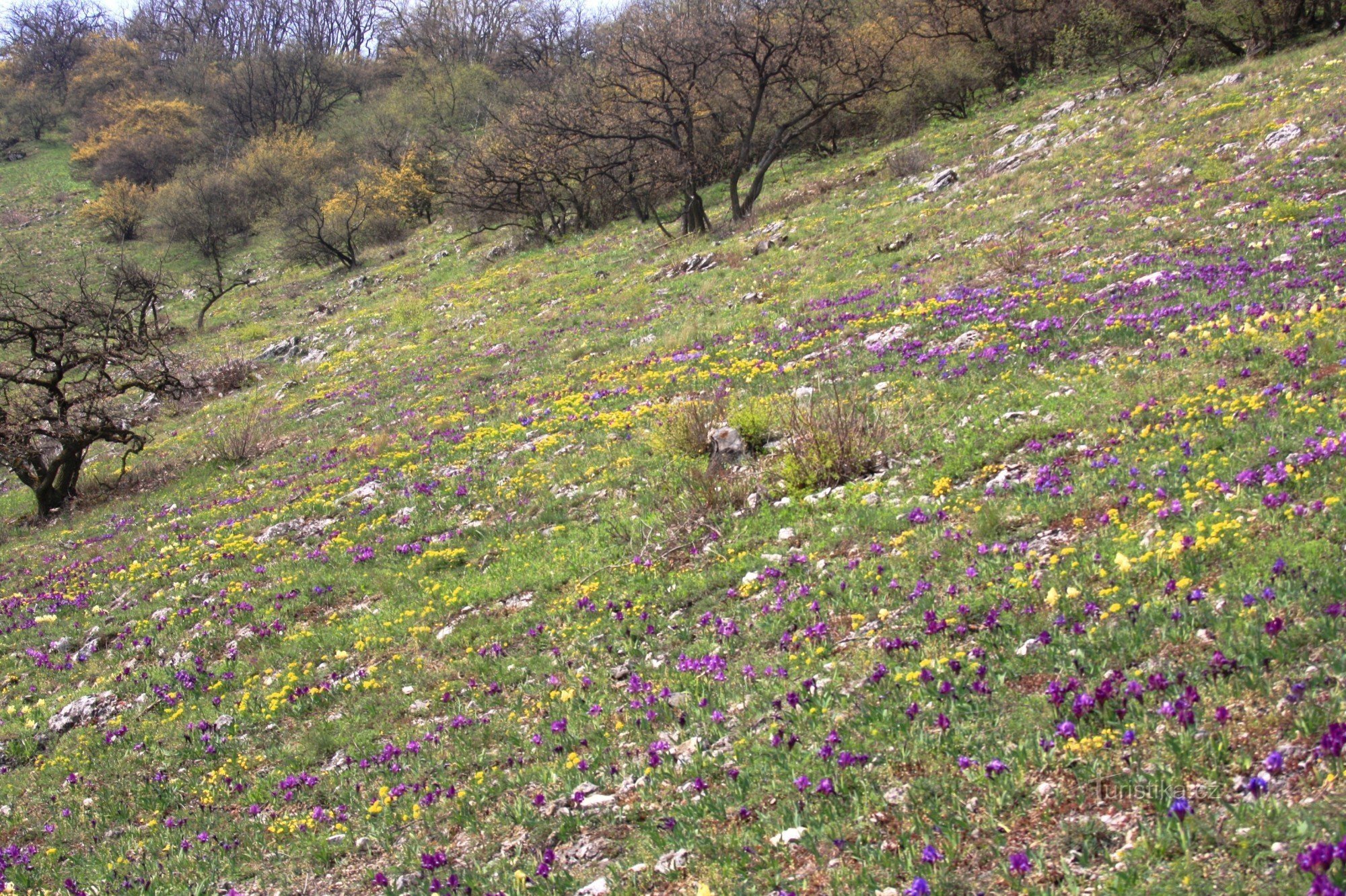 Flowering iris hillside in Pálava