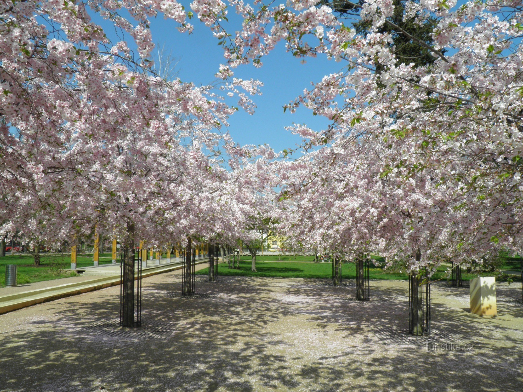 Bloeiende kersenbloesems op de spa-colonnade in Poděbrady.