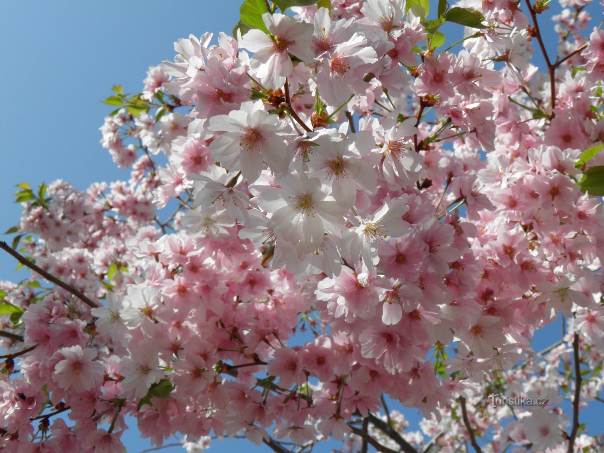 ポジェブラディのスパ コロネードに咲く桜。