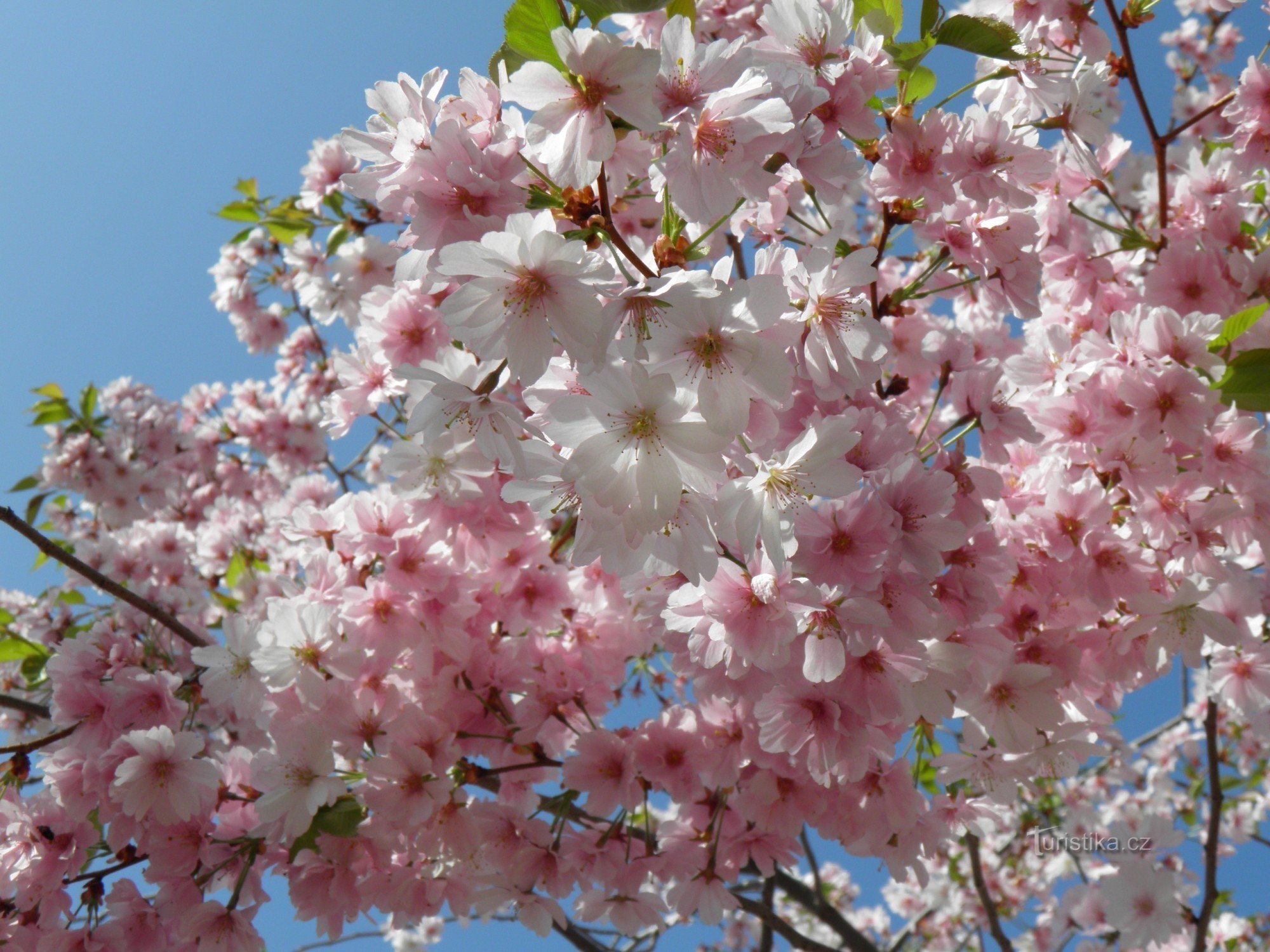 Blommande körsbärsblommor på spa-pelargången i Poděbrady.