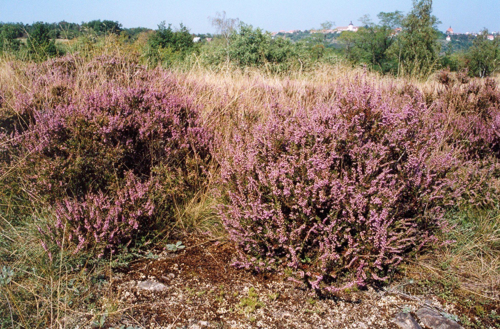 Ciuffi fioriti di erica verso la fine di agosto