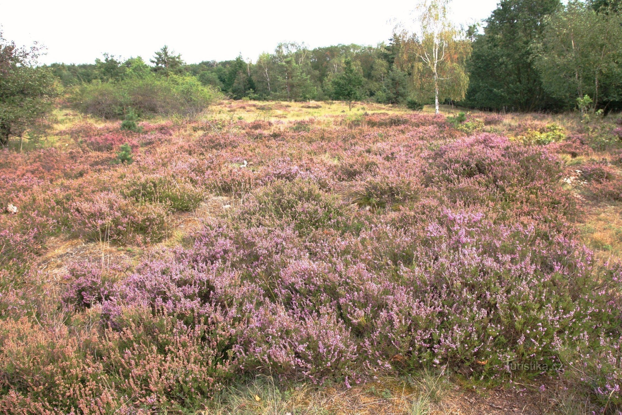 Blommande ljung i slutet av augusti