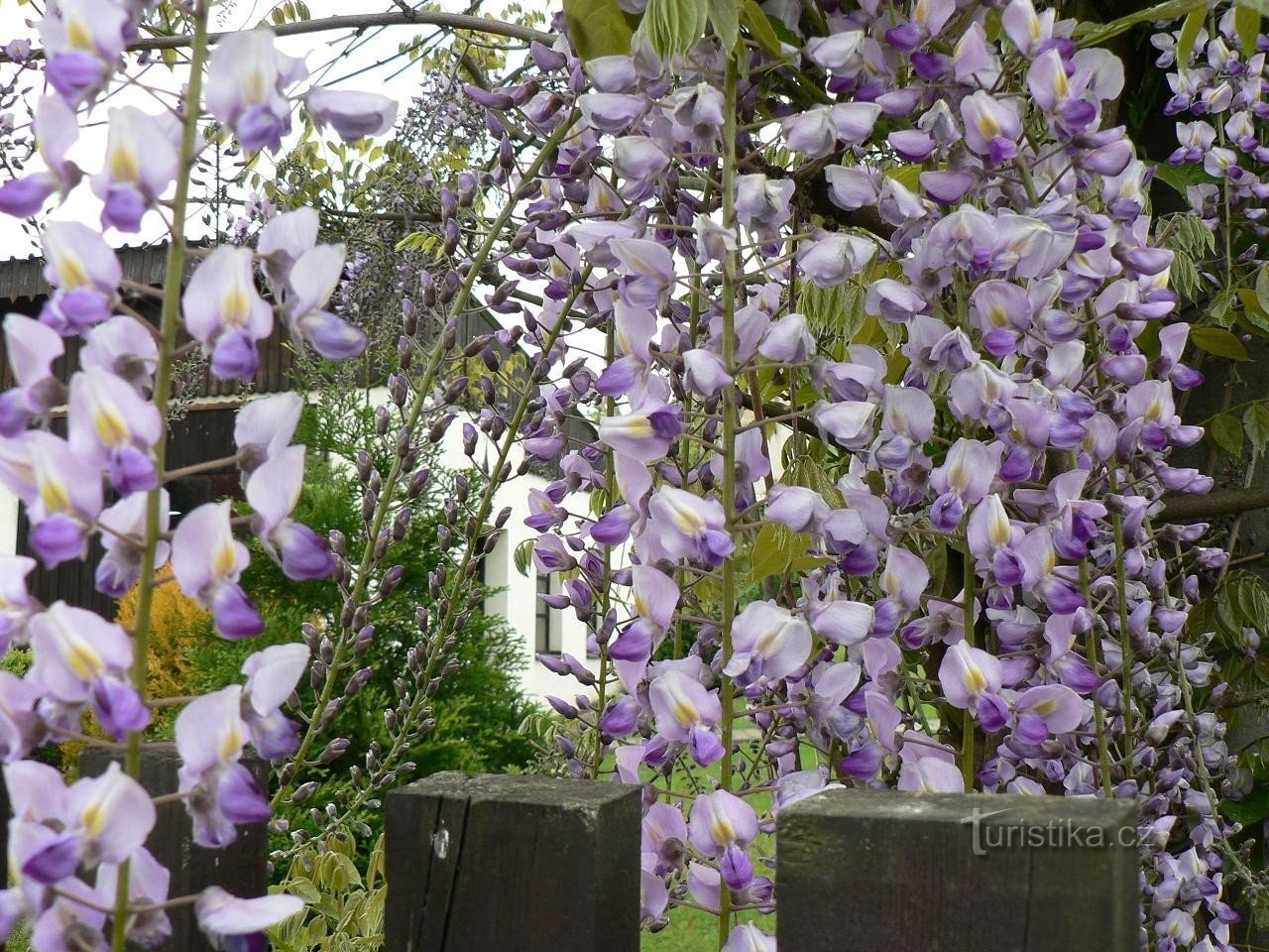 Chinesische Wistaria in voller Blüte