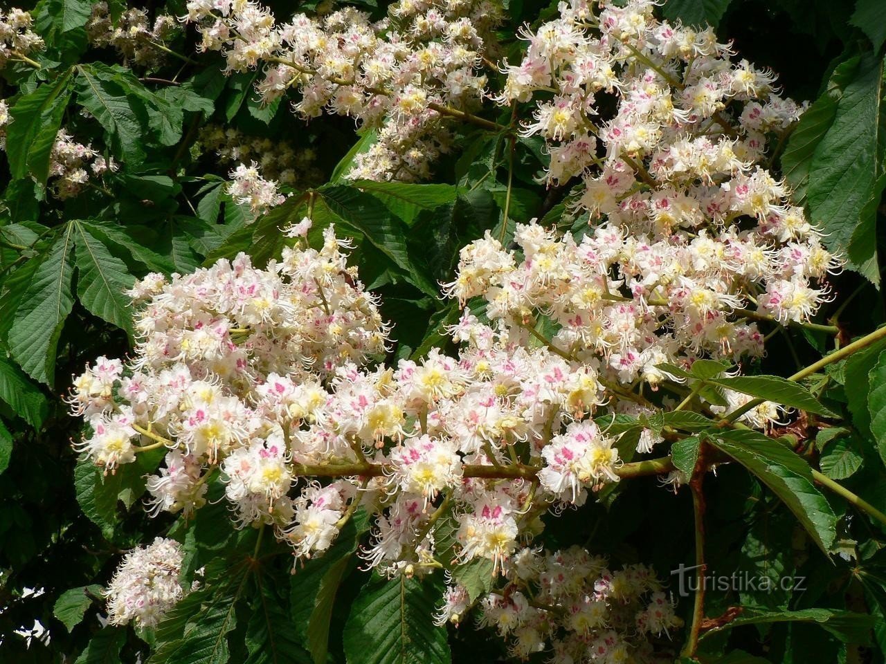 flores de cavalinha