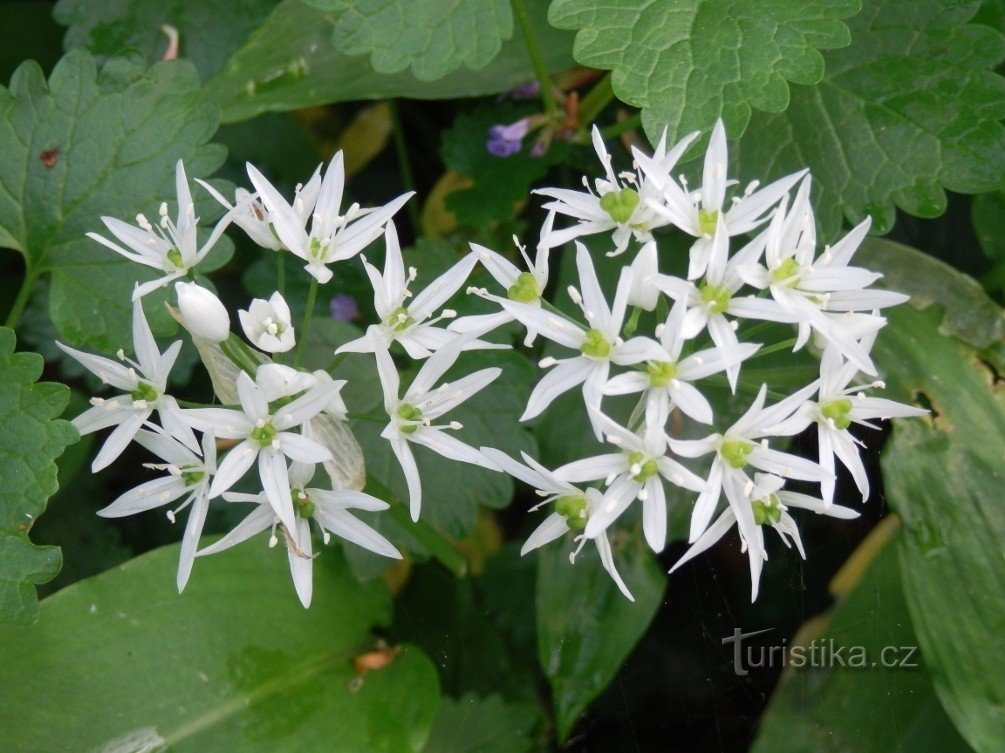 Beren knoflook bloemen