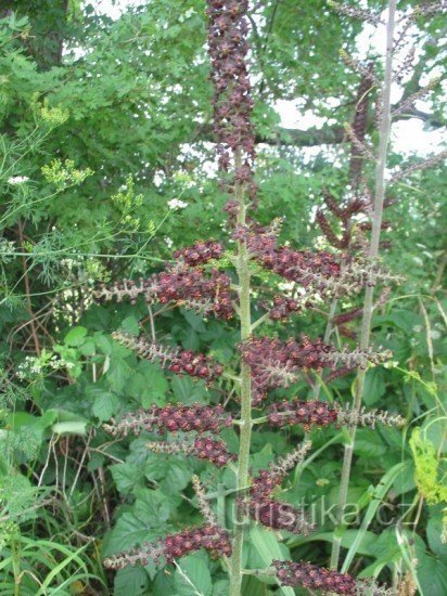 strănută negru