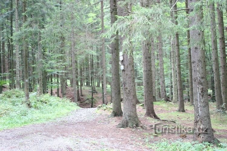 kycmol: rozcesti