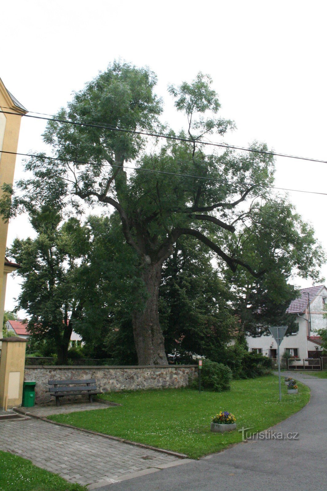 Kytínský jasan