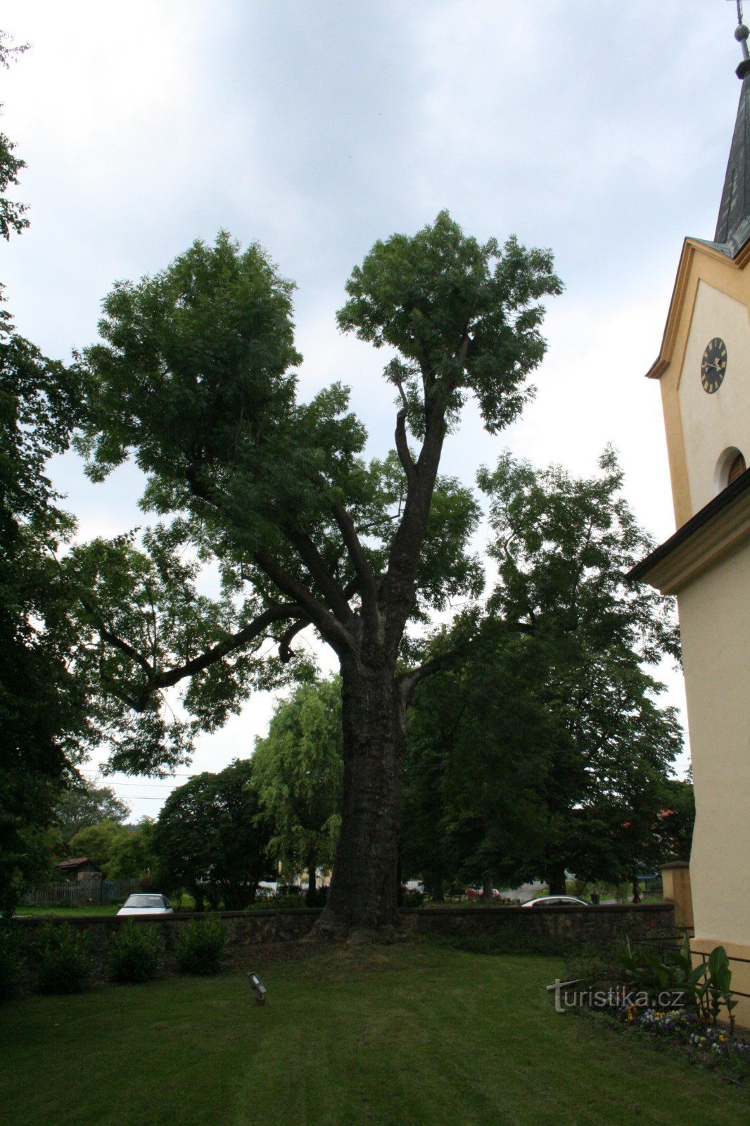 Kytín ash tree