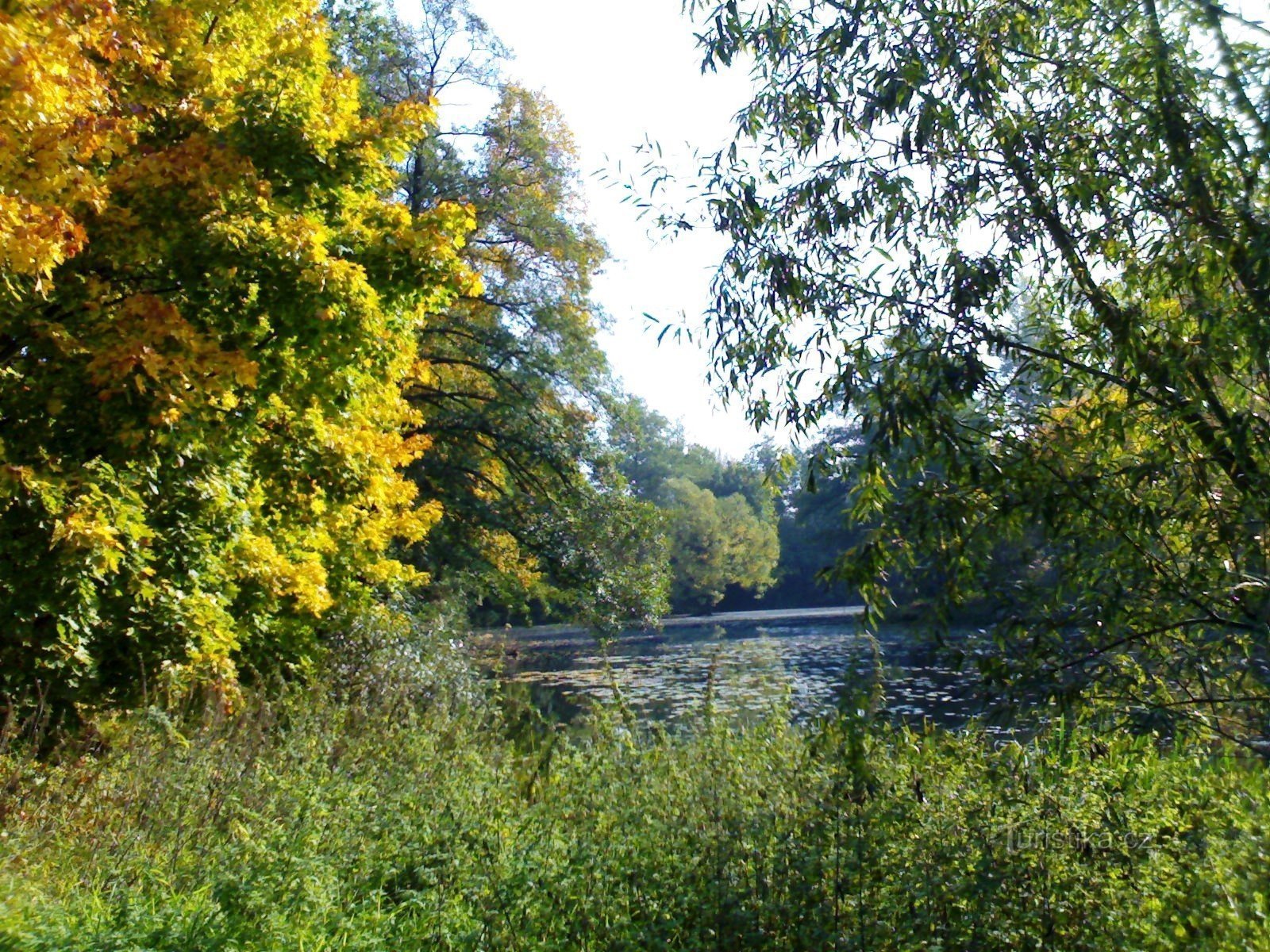 Elbe - cánh tay mù