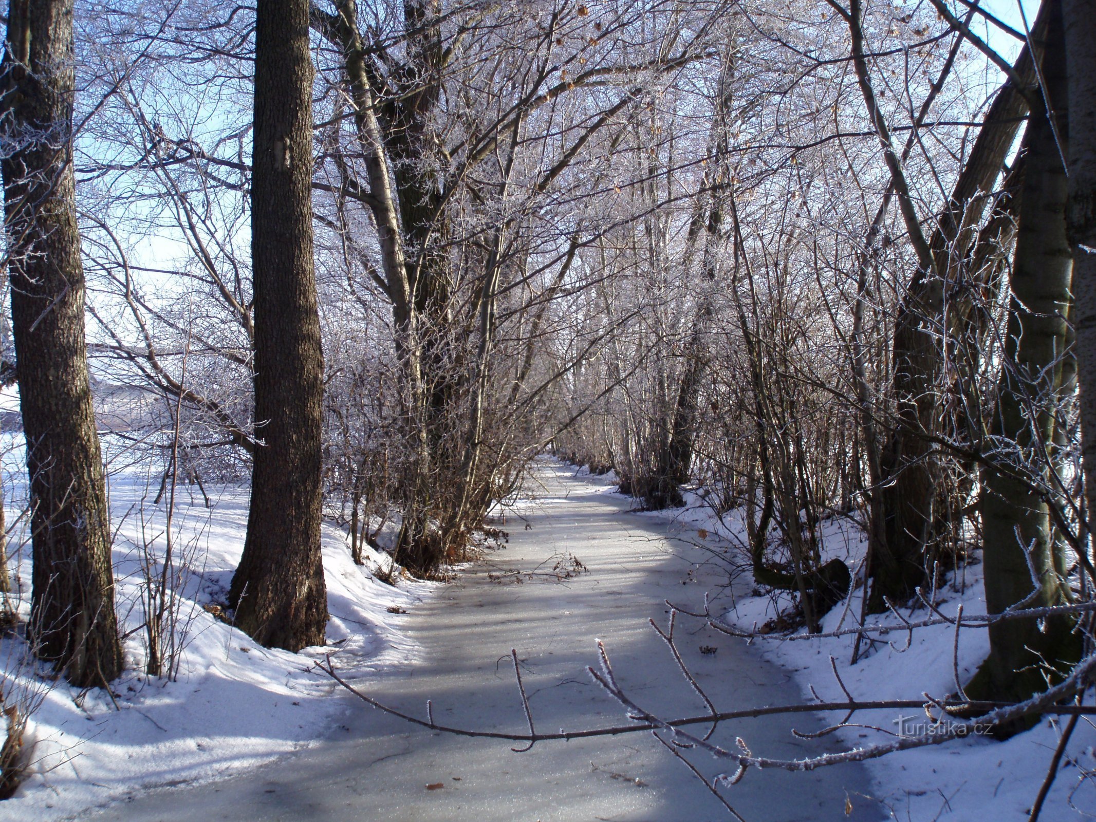 Il fiume Elba tra Plácky e Plotišti nad Labem