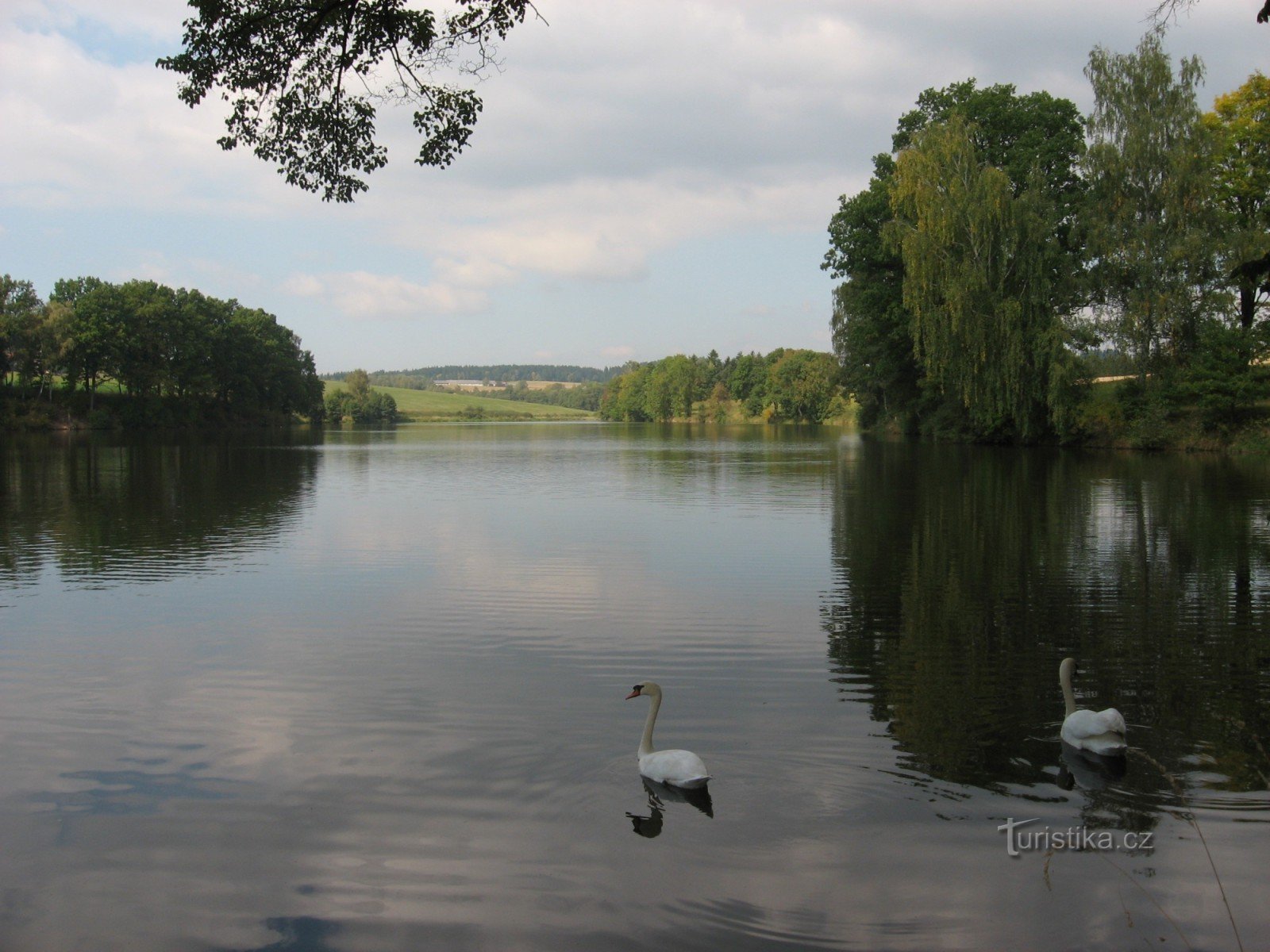 Cisnes en Kalich