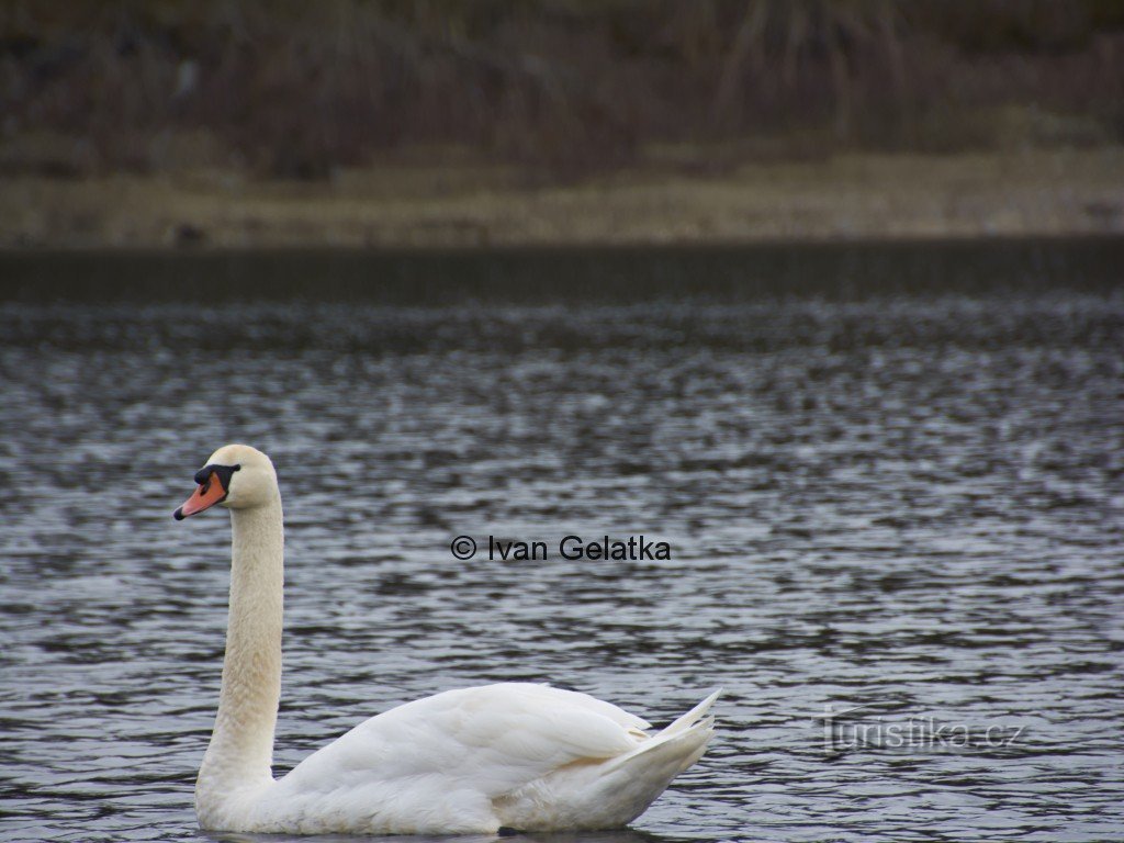 Cisne