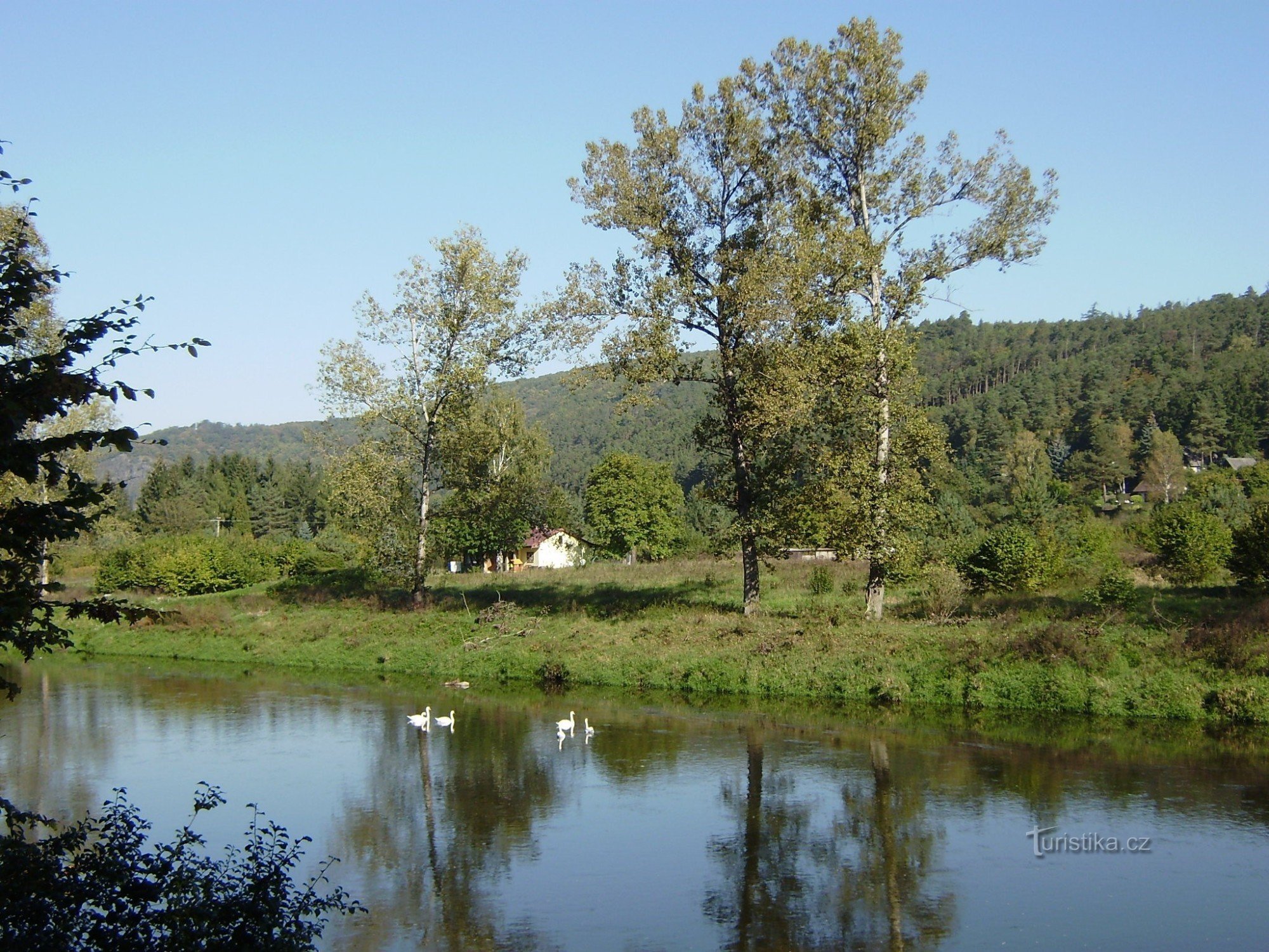 Nižbor と Žloukovice の間の Berounce の白鳥