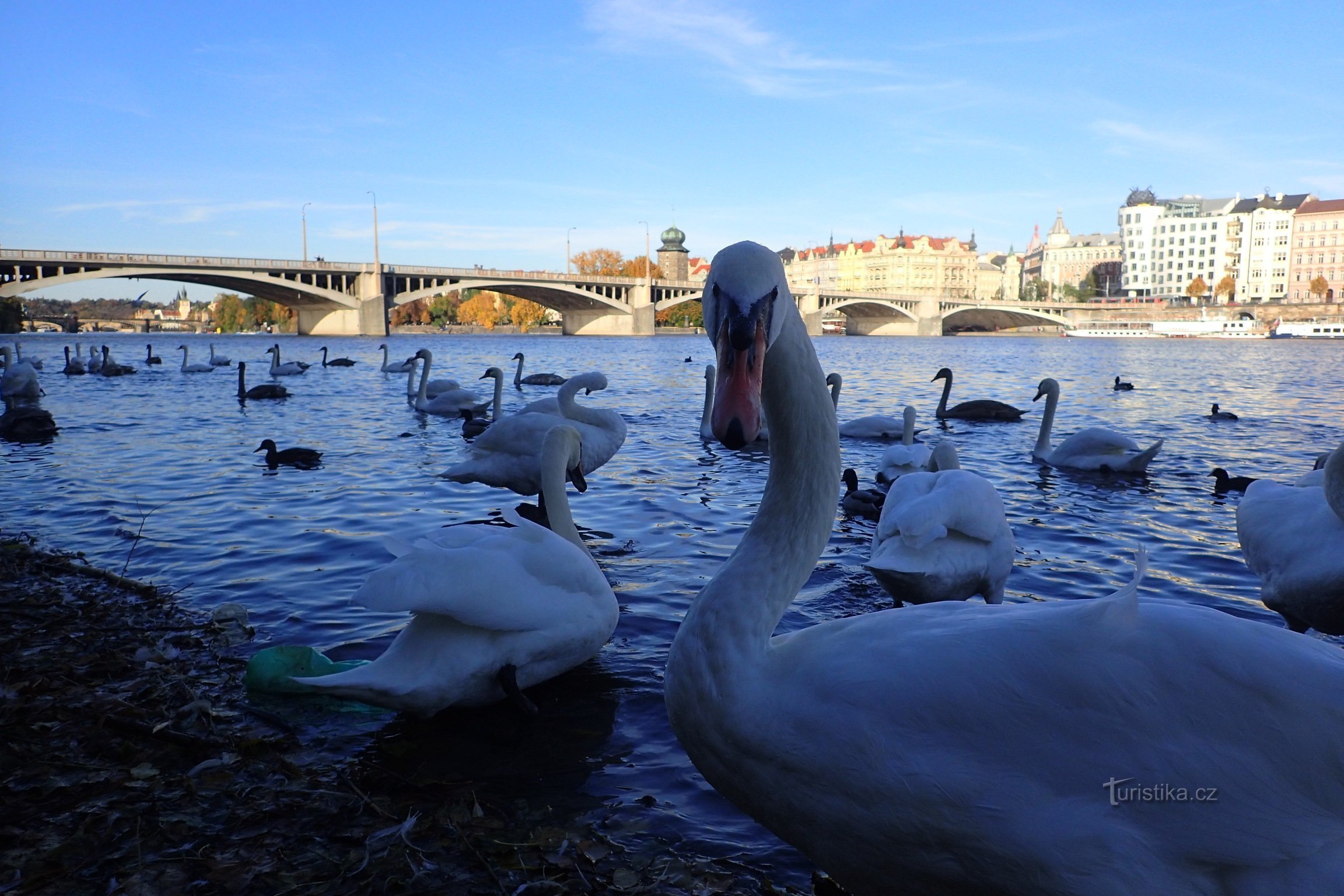 Cygnes sur les rives de la Vltava.