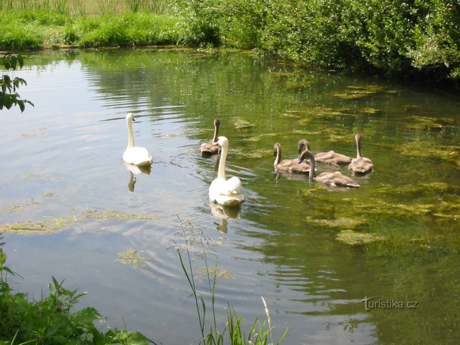 Schwäne auf dem Teich