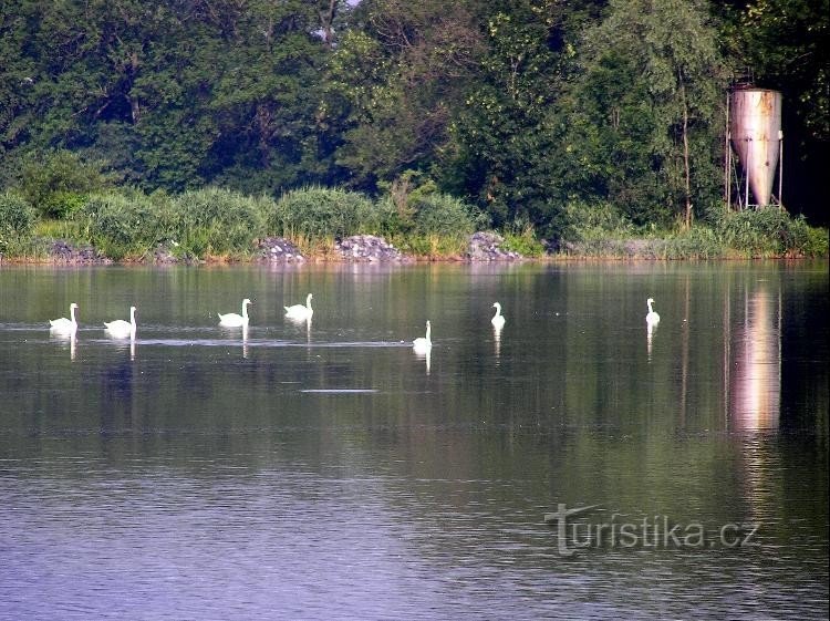 Schwäne auf dem Teich