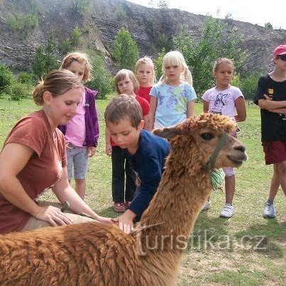 Lama centar Hády, Brno