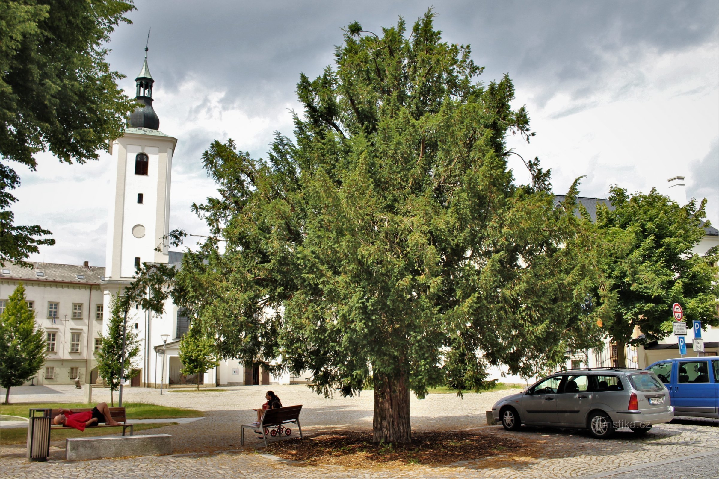 Lanškroun - an important tree on the Aloise Jirásk square