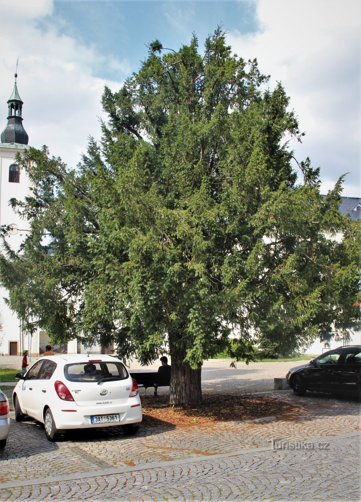 Lanškroun - ett viktigt träd på Aloise Jirásk-torget
