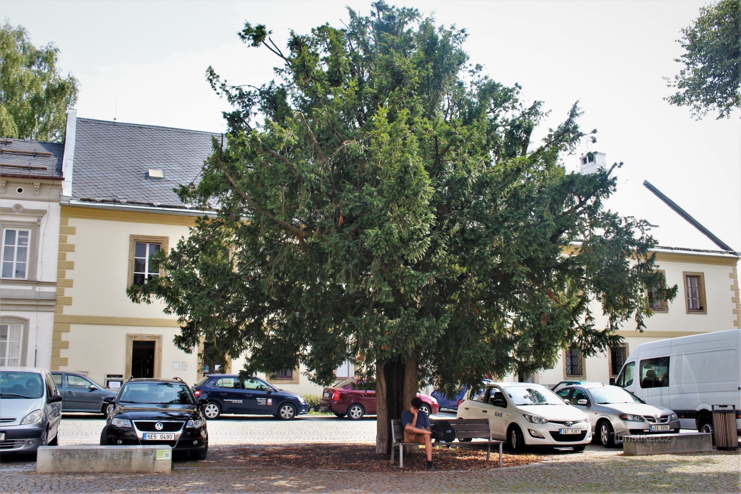 Lanškroun - un albero importante sulla piazza Aloise Jirásk