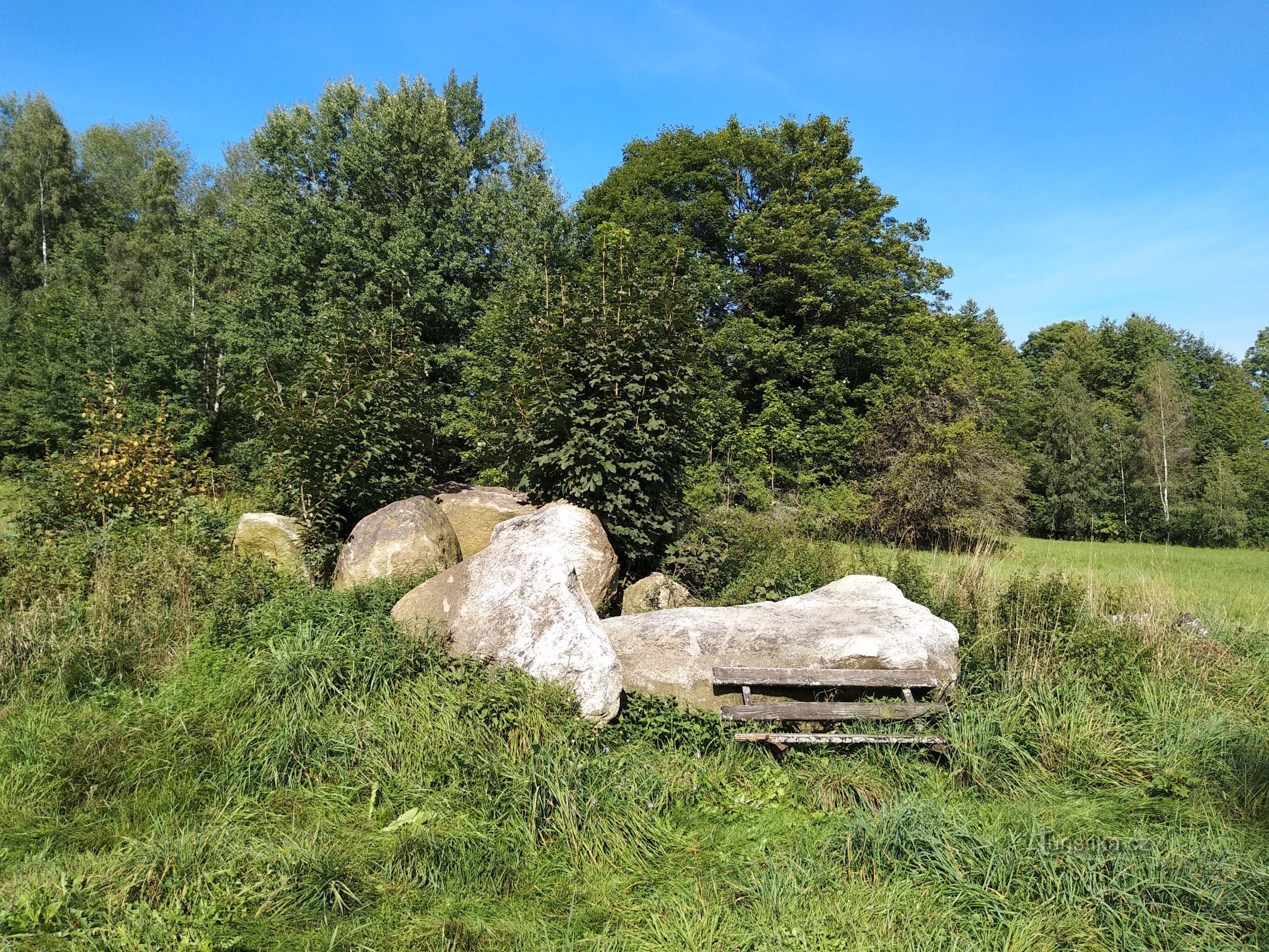 un banc et un buisson d'églantier