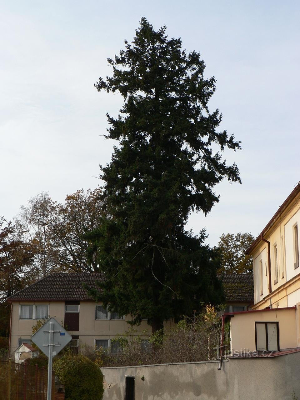 Lazani, sapin de Douglas