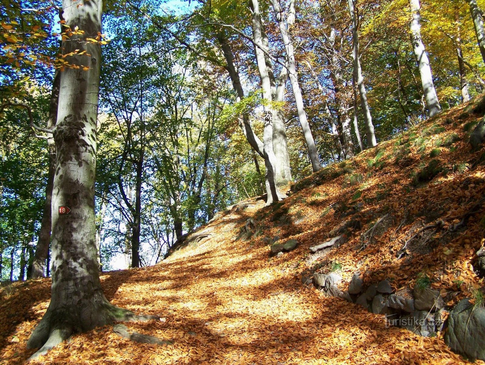 Spa-bossen in Karlovy Vary