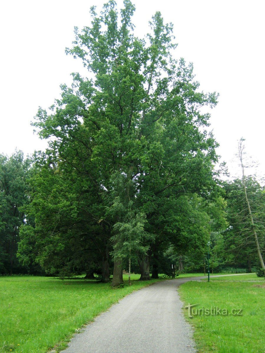 Balneario Belohrad - Bažantnice