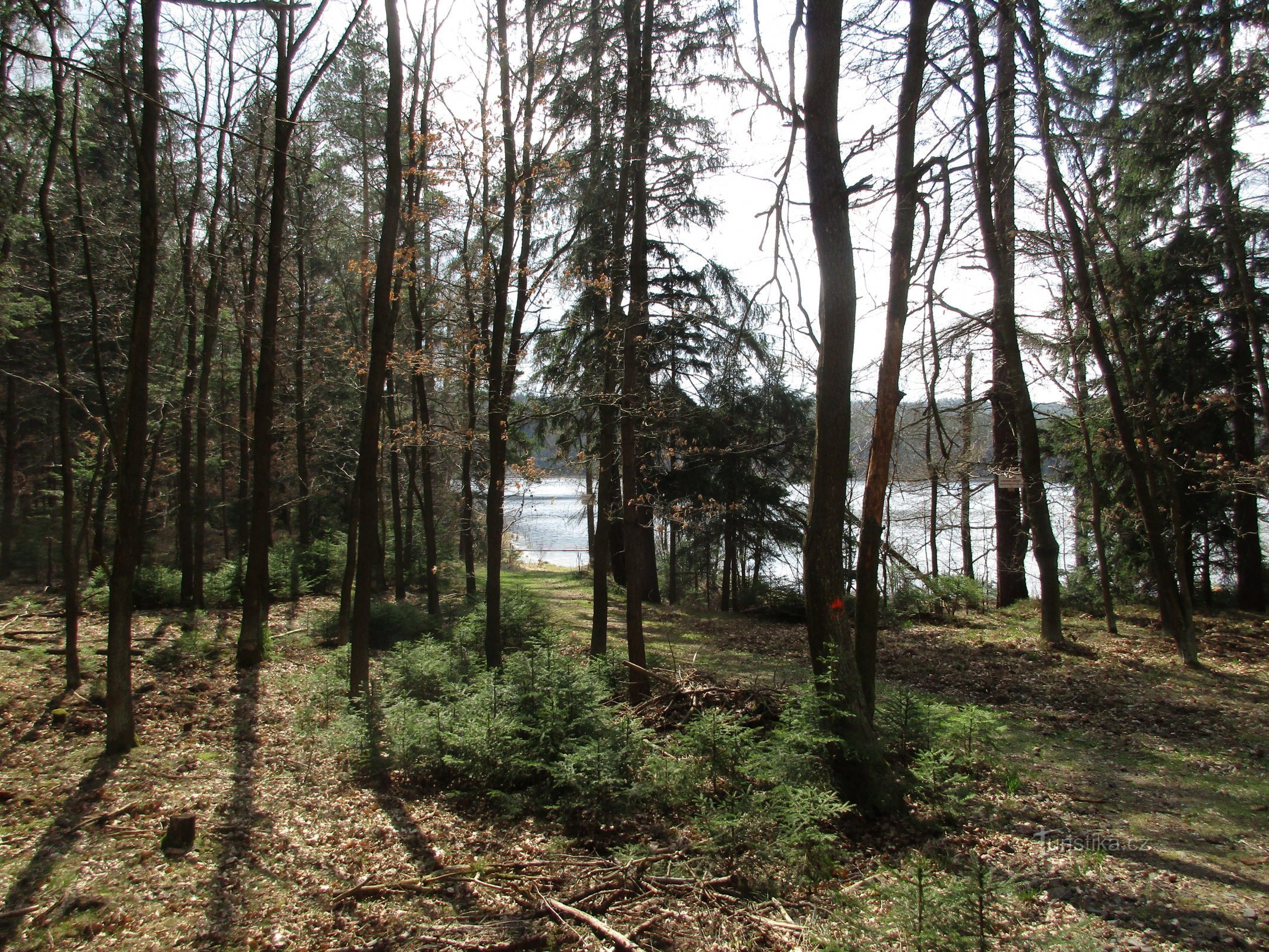 Dragoste Dam