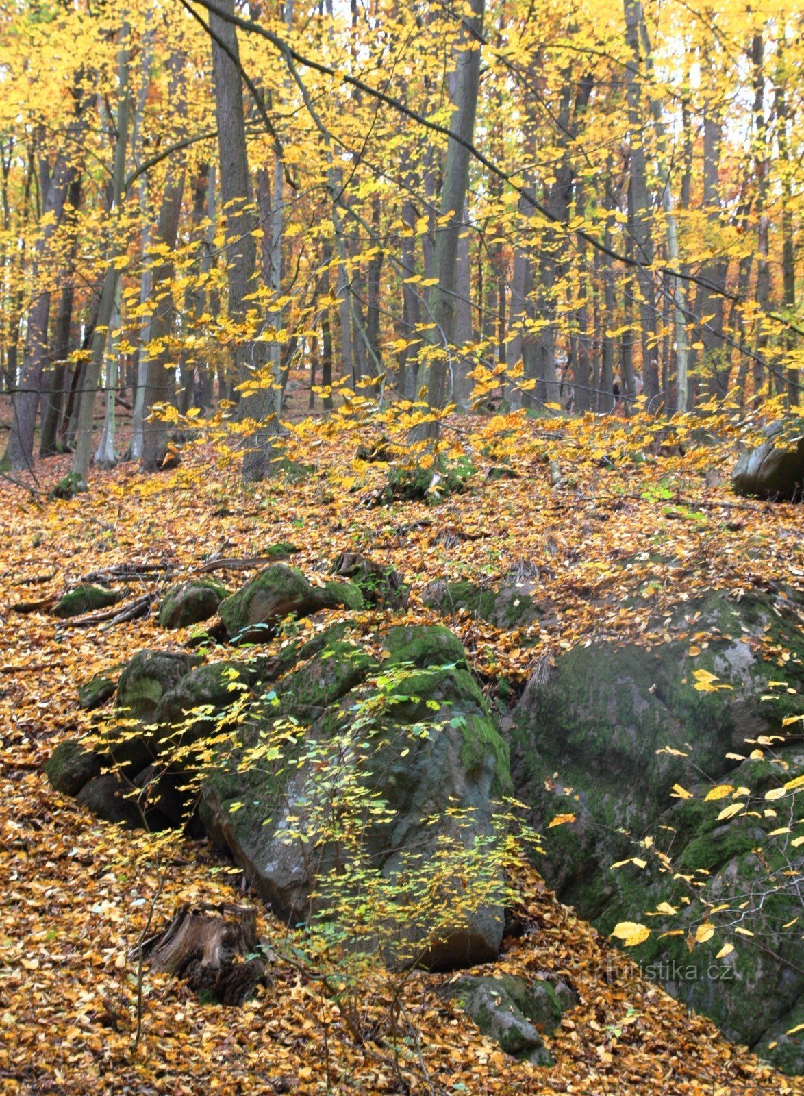 Lebăda - un monument al naturii