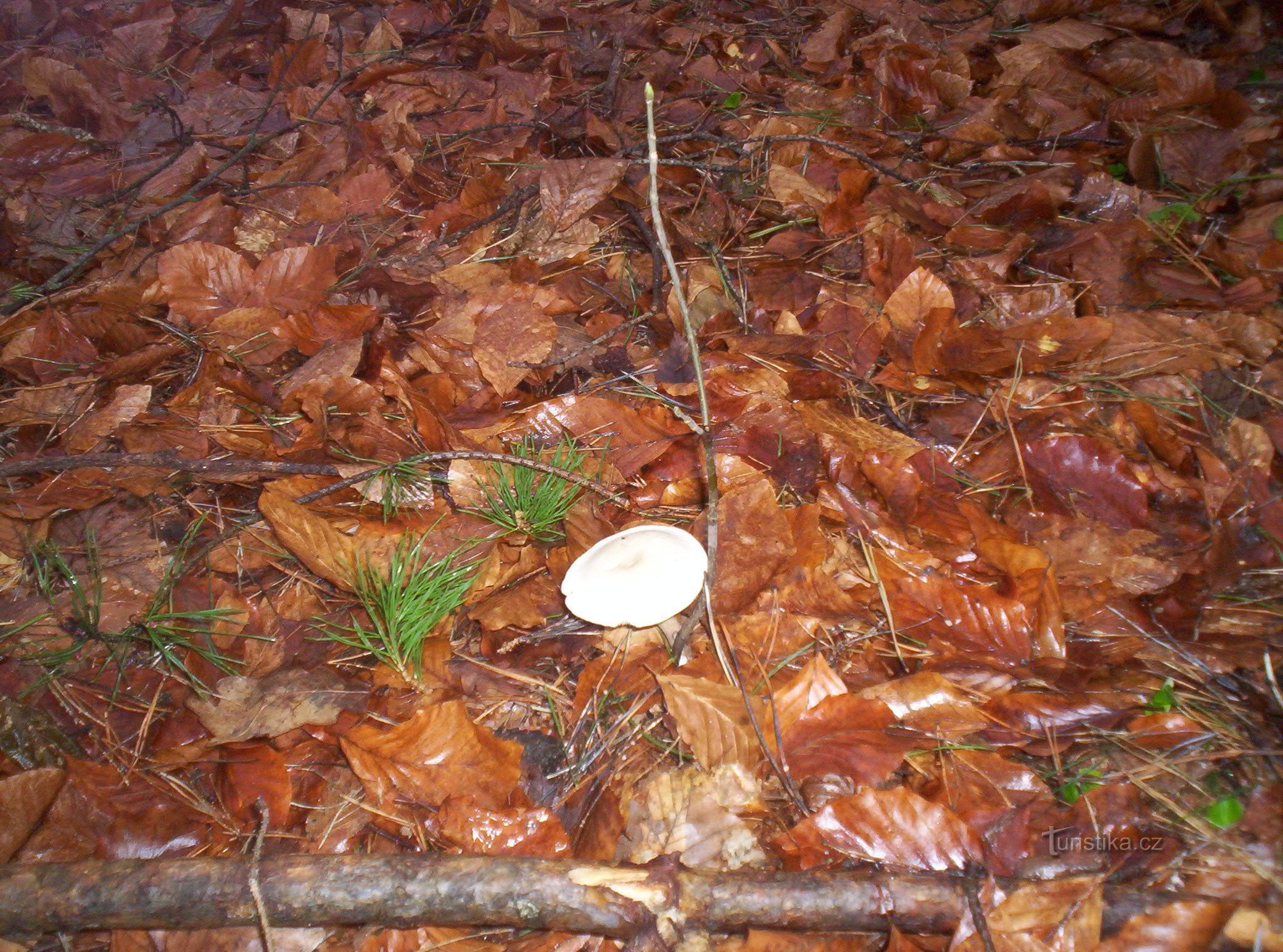 January 2014 - mushroom season :-)