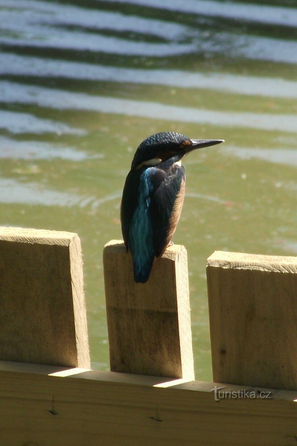 martim-pescador