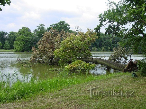 Ледницькі ставки